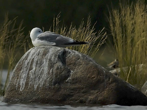 Kalalokki, Mew Gull, Larus canus
